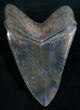 Awesome Megalodon Tooth - Sharp Serrations #8310-2
